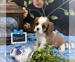 Small #1 Cavalier King Charles Spaniel