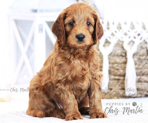 Goldendoodle-Poodle (Miniature) Mix Puppy for sale in EPHRATA, PA, USA
