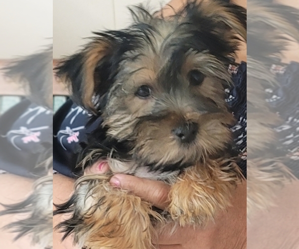Medium Photo #1 Yorkshire Terrier Puppy For Sale in SAN ANTONIO, TX, USA