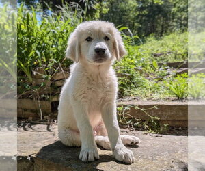 Great Pyrenees Dogs for adoption in Vail, AZ, USA