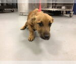 Small #1 Mutt