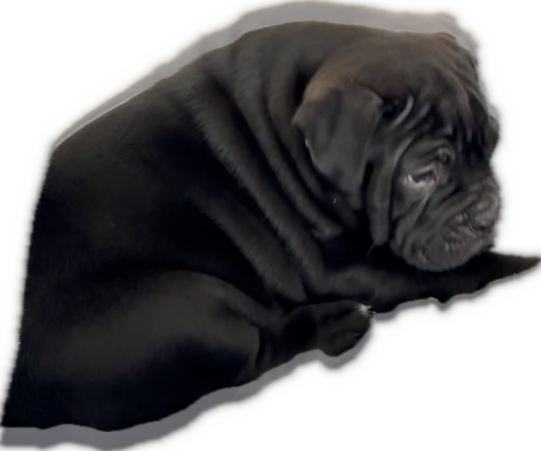 Medium Photo #4 Bulldog Puppy For Sale in OXNARD, CA, USA
