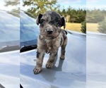 Puppy Orion Aussiedoodle