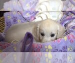 Small #3 English Cream Golden Retriever