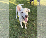 Small #2 Great Pyrenees Mix