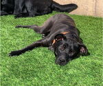 Small #4 Labrador Retriever Mix