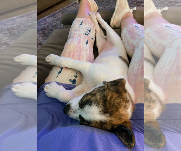 Medium Photo #6 Australian Shepherd-Unknown Mix Puppy For Sale in Caribou, ME, USA
