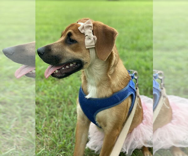 Medium Photo #5 Retriever -Unknown Mix Puppy For Sale in Holly Springs, NC, USA