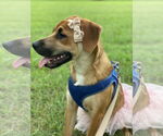 Small #4 Retriever  Mix