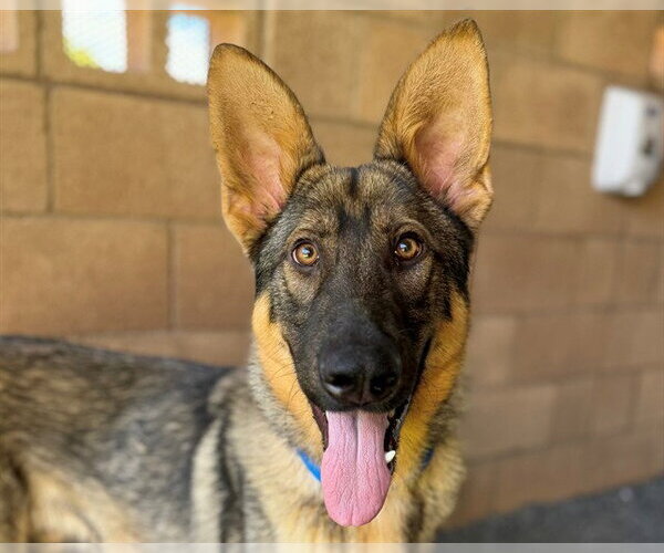 Medium Photo #3 German Shepherd Dog-Unknown Mix Puppy For Sale in Moreno Valley, CA, USA