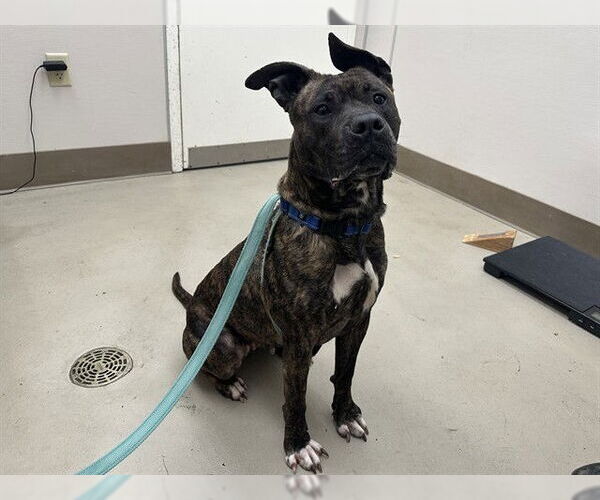 Medium Photo #1 Mutt Puppy For Sale in McKinleyville, CA, USA