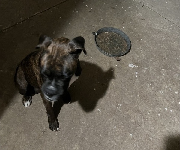 Medium Photo #1 Boxer Puppy For Sale in KILLEEN, TX, USA