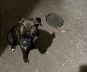 Mother of the Boxer puppies born on 05/05/2025