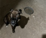 Small Photo #1 Boxer Puppy For Sale in KILLEEN, TX, USA