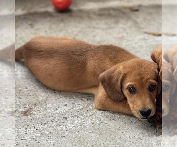 Medium Photo #2 Labbe Puppy For Sale in Yardley, PA, USA