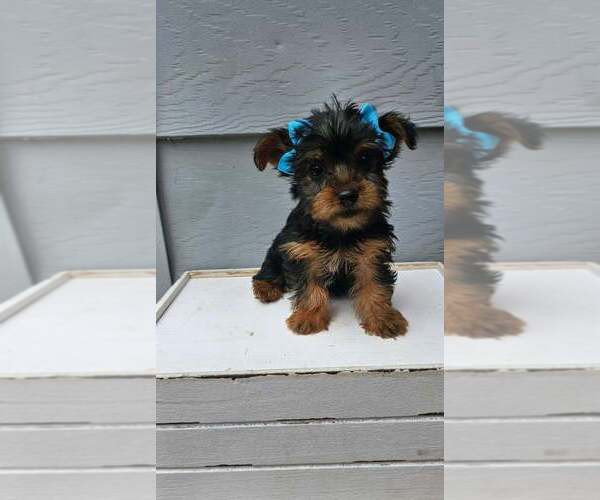Medium Photo #2 Yorkshire Terrier Puppy For Sale in INDIANAPOLIS, IN, USA