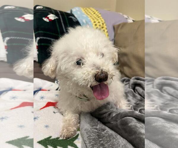 Medium Photo #3 Poodle (Miniature)-Unknown Mix Puppy For Sale in Rockwall, TX, USA