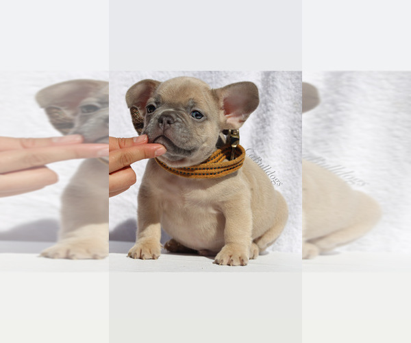 Medium Photo #3 French Bulldog Puppy For Sale in APPLE VALLEY, CA, USA