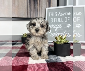 Maltipoo Puppy for sale in FRANKLIN, IN, USA