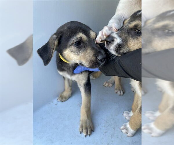 Medium Photo #1 Border Collie-Unknown Mix Puppy For Sale in Houston, TX, USA