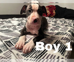 Small Photo #4 American Pit Bull Terrier Puppy For Sale in CHICAGO, IL, USA