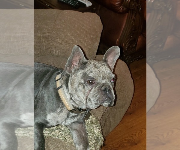 Medium Photo #1 French Bulldog Puppy For Sale in GRAND JCT, CO, USA