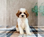 Small #5 Cavapoo (Miniature)