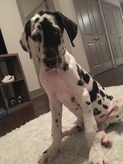 Great Dane Puppy for sale in BELTSVILLE, MD, USA