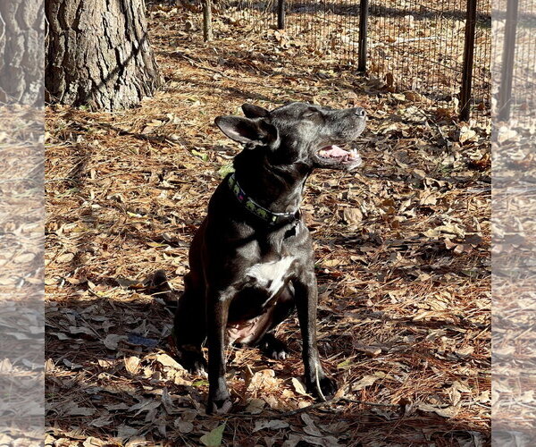 Medium Photo #10 Holland Shepherd-Unknown Mix Puppy For Sale in Rockaway, NJ, USA