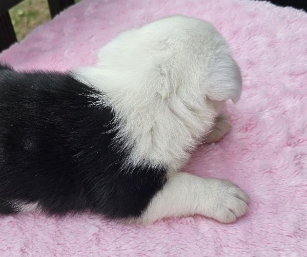 Medium Photo #3 Cardigan Welsh Corgi Puppy For Sale in ASHVILLE, AL, USA