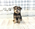 Small Photo #5 YorkiePoo Puppy For Sale in MARIETTA, GA, USA