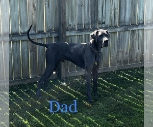 Father of the Great Dane puppies born on 07/14/2022