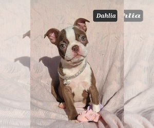 Boston Terrier Puppy for sale in POMEROY, OH, USA