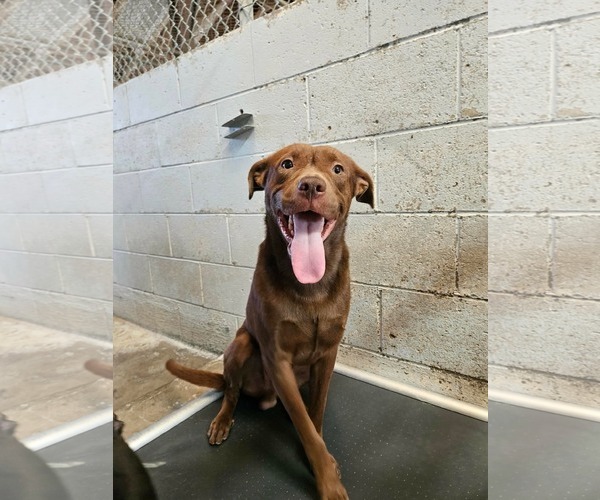 Medium Photo #1 Labrador Retriever-Unknown Mix Puppy For Sale in El Centro, CA, USA