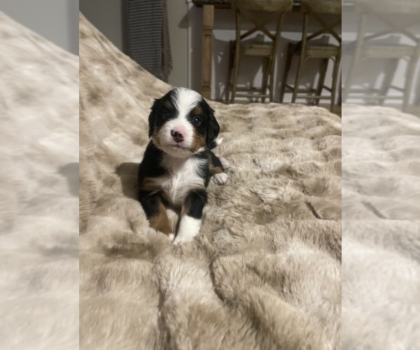 Medium Photo #6 Bernese Mountain Dog-Miniature Bernedoodle Mix Puppy For Sale in PLEASANT HILL, CA, USA
