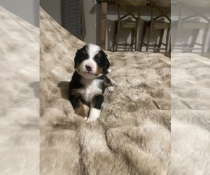 Medium Bernese Mountain Dog-Miniature Bernedoodle Mix