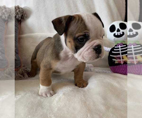Medium Photo #10 English Bulldog Puppy For Sale in JOHNS ISLAND, SC, USA