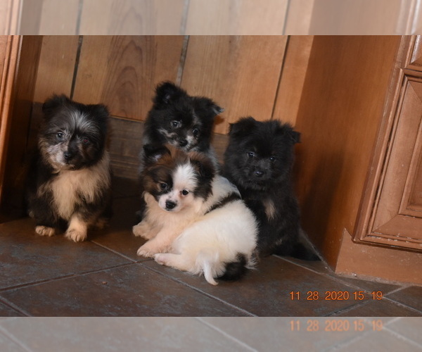 Medium Photo #2 Pom-Shi Puppy For Sale in DINWIDDIE, VA, USA