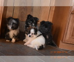 Small Photo #2 Pom-Shi Puppy For Sale in DINWIDDIE, VA, USA