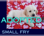 Small Photo #1 Golden Retriever Puppy For Sale in ARIZONA CITY, AZ, USA