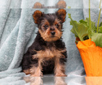 Puppy Brady Yorkshire Terrier