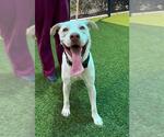 Small #1 Labrador Retriever