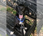 Small Photo #3 Mutt Puppy For Sale in Elmsford, NY, USA