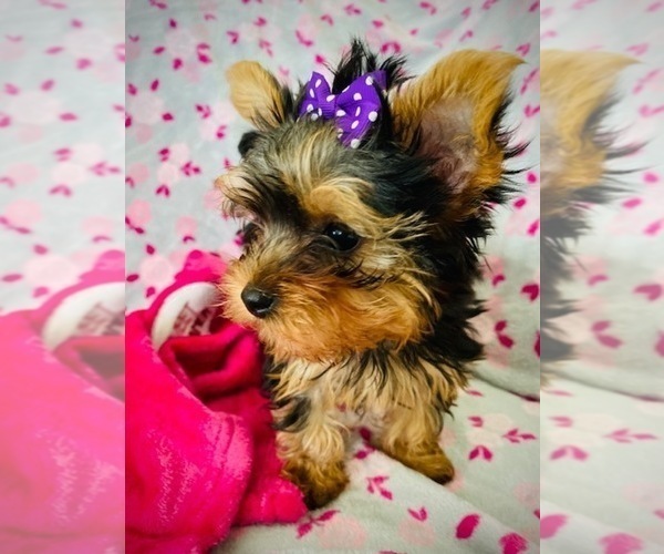 Medium Photo #2 Yorkshire Terrier Puppy For Sale in THE WOODLANDS, TX, USA