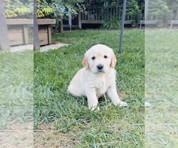 Medium Photo #3 Golden Retriever Puppy For Sale in CLOVERDALE, CA, USA