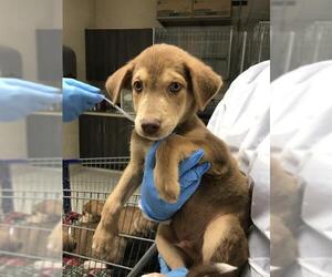 Labrador Retriever-Unknown Mix Dogs for adoption in Conroe, TX, USA