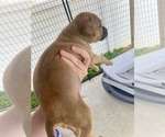 Small #1 American Pit Bull Terrier
