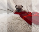 Small #4 French Bulldog