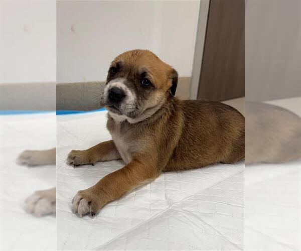 Medium Photo #1 Mutt Puppy For Sale in Baytown, TX, USA