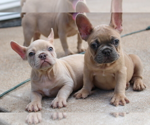 French Bulldog Puppy for sale in HOUSTON, TX, USA